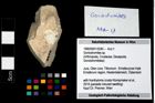 Foto (Objekt + Etikett) von Goniodromites sp.  (NHMW-GEO-1990-0041-3240)